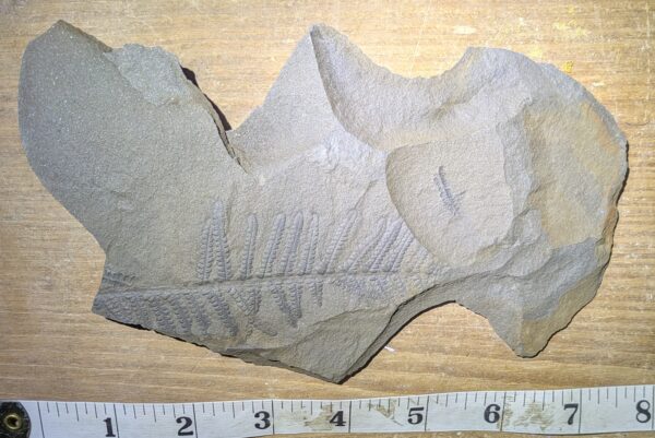 Well Preserved Pennsylvanian Tree Fern Leaf Fossil - Image 2