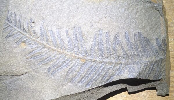 Tree Fern Leaf Fossil