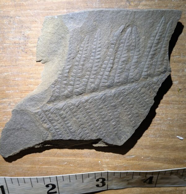 Pennsylvanian Tree Fern Leaf Fossil - Image 2