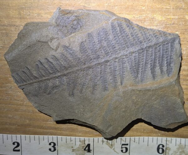 Bushy Pennsylvanian Tree Fern Leaf Fossil - Image 2