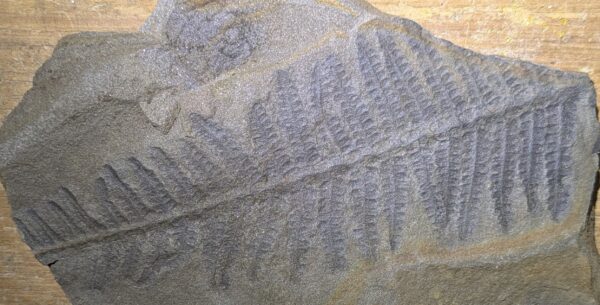 Bushy Pennsylvanian Tree Fern Leaf Fossil