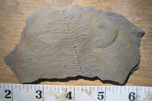 Pennsylvanian Tree Fern Leaf Fossil - Image 2