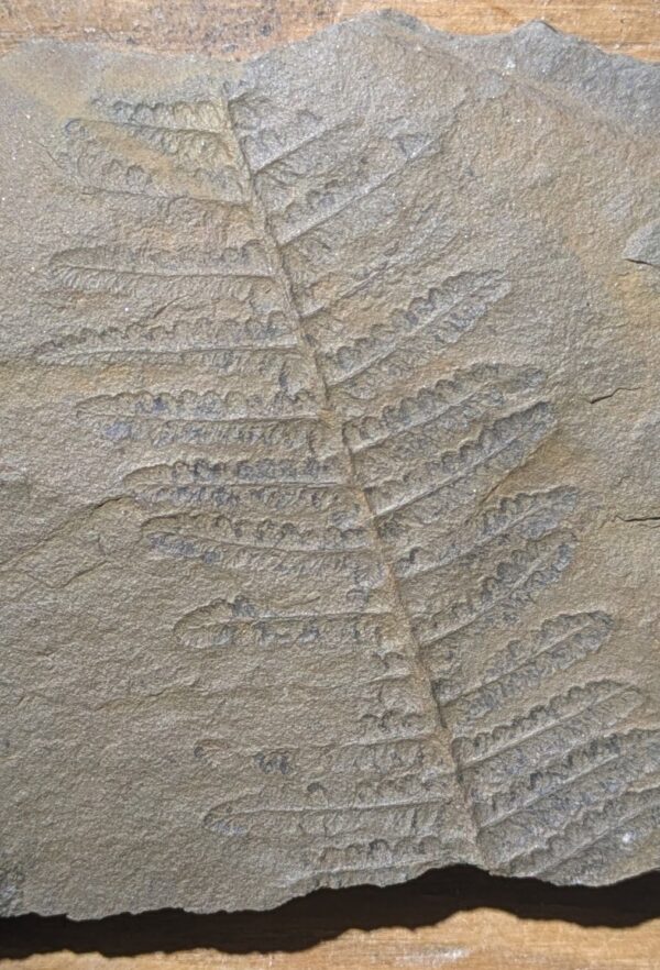 Pennsylvanian Tree Fern Leaf Fossil