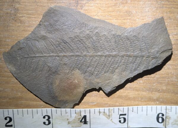 Pennsylvanian Fern Leaf Fossil - Image 2