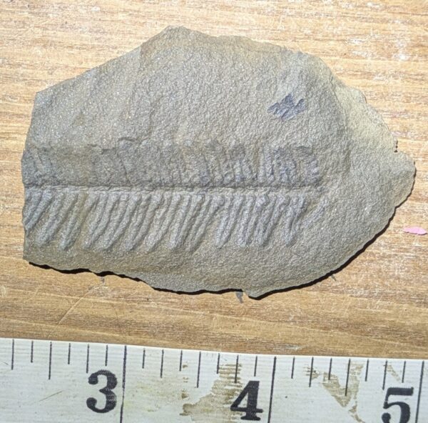 Tree Fern Leaf Fossil - Image 2