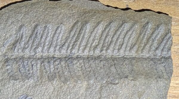 Tree Fern Leaf Fossil