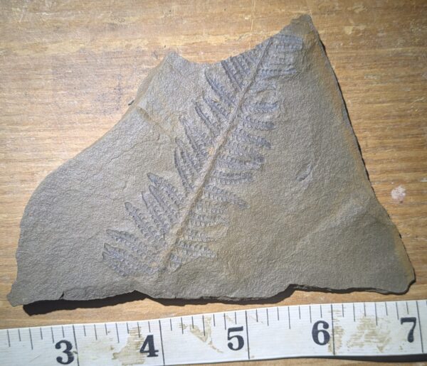 Elegant Pennsylvanian Tree Fern Leaf Fossil - Image 2