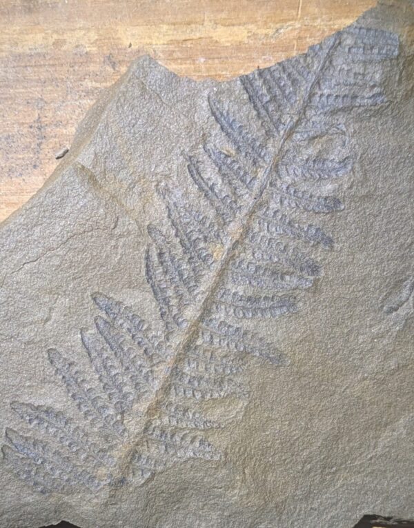 Elegant Pennsylvanian Tree Fern Leaf Fossil