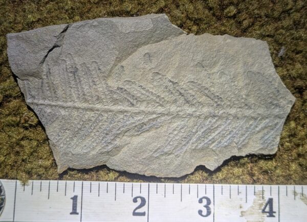 Pennsylvanian Fern Leaf Fossil - Image 2