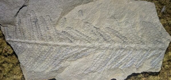 Pennsylvanian Fern Leaf Fossil