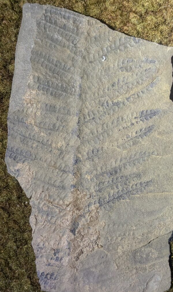 Pennsylvanian Fossil Fern Leaf - Image 3