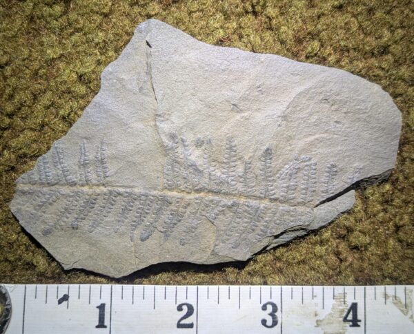 Pennsylvanian Fossil Fern Leaf - Image 2