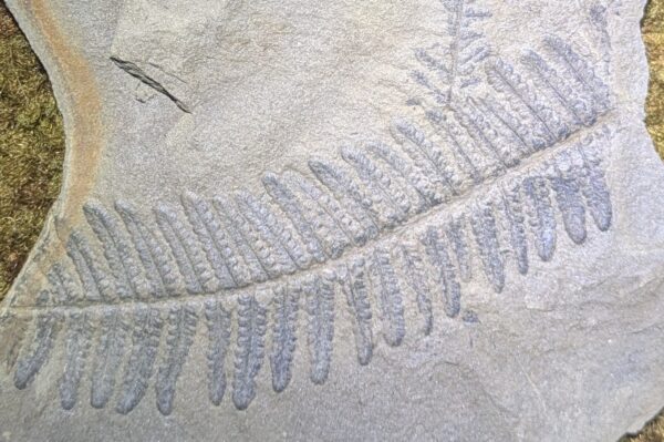 Pennsylvanian Fossil Fern Leaf