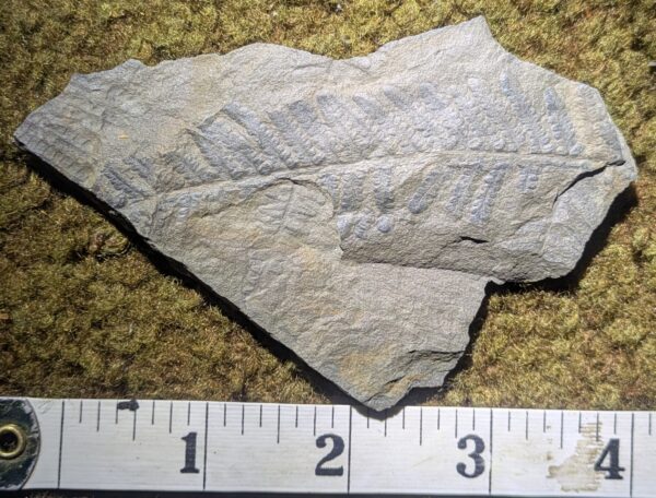 Pennsylvanian Fossil Fern Leaf - Image 2