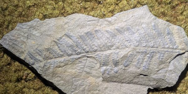 Pennsylvanian Fossil Fern Leaf