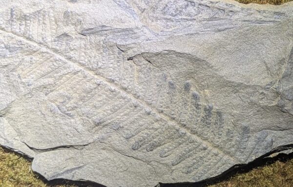 Pennsylvanian Fossil Fern Leaf