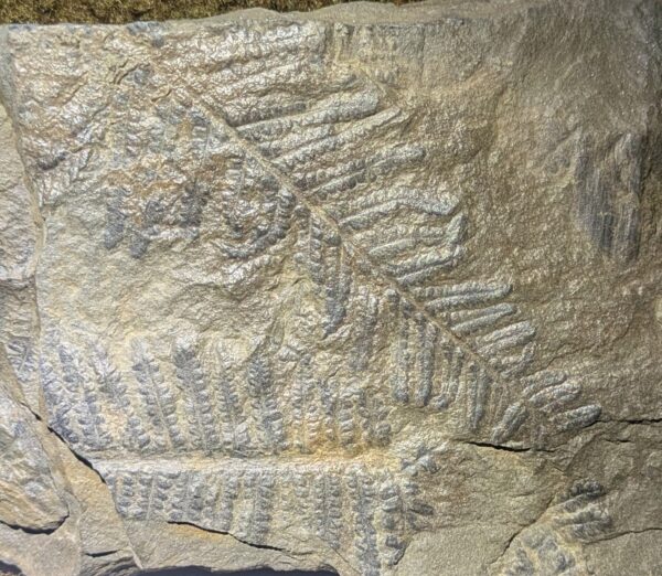 Pennsylvanian Fossil Fern Leaves