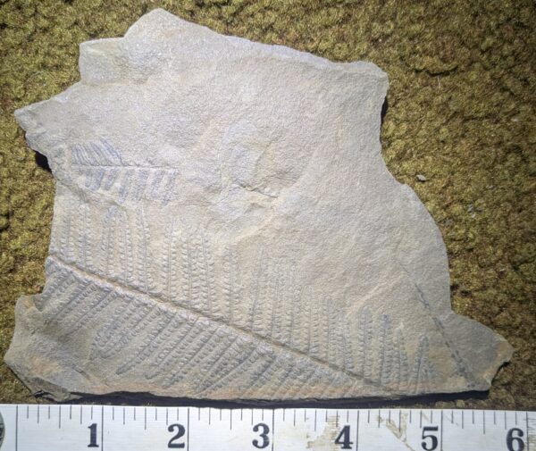 Exceptional Double-Sided Fossil Fern Leaf Plate - Image 2