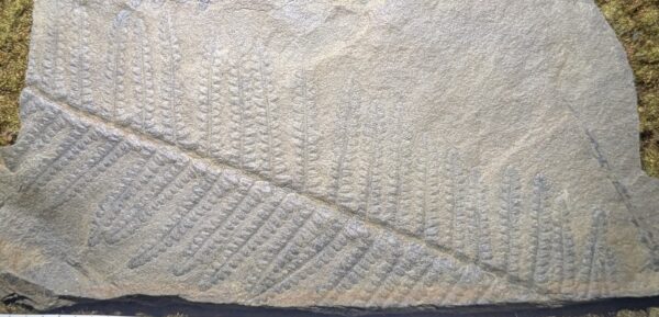 Exceptional Double-Sided Fossil Fern Leaf Plate