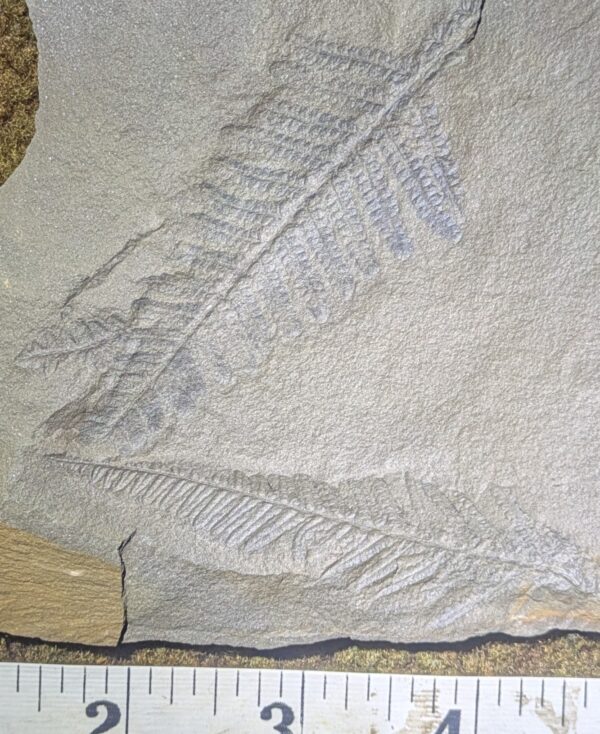 Exceptional Double-Sided Fossil Fern Leaf Plate - Image 3