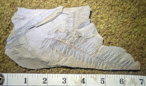 Fossil Fern Leaf Plate Pennsylvanian Period - Image 2