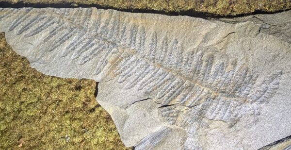 Fossil Fern Leaf Plate Pennsylvanian Period