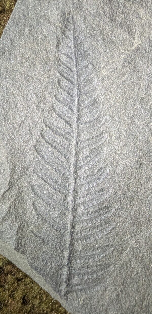 Pretty Fossil Fern Leaf