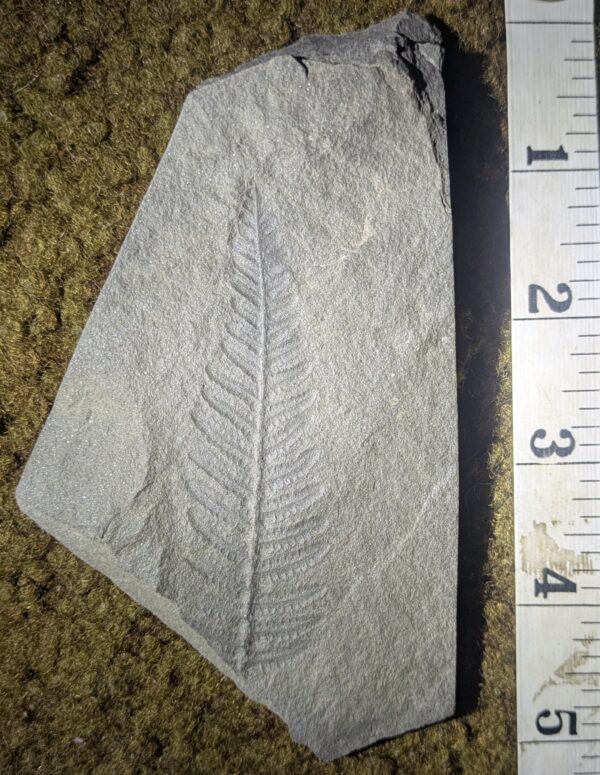 Pretty Fossil Fern Leaf - Image 2