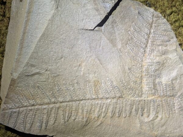 Excellent Fossil Fern Leaves - Image 2