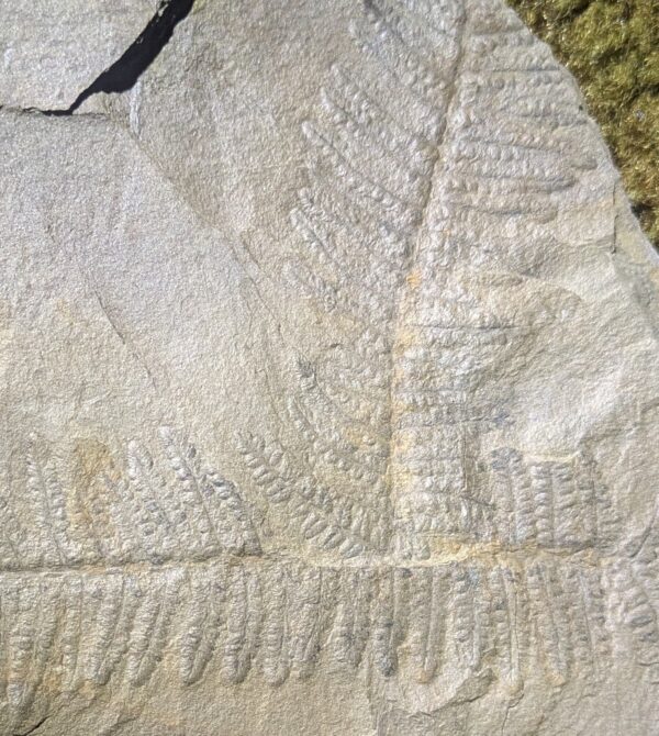 Excellent Fossil Fern Leaves