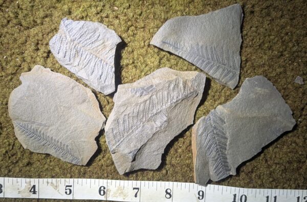 Five Piece Fossil Fern Leaf Collection - Image 2