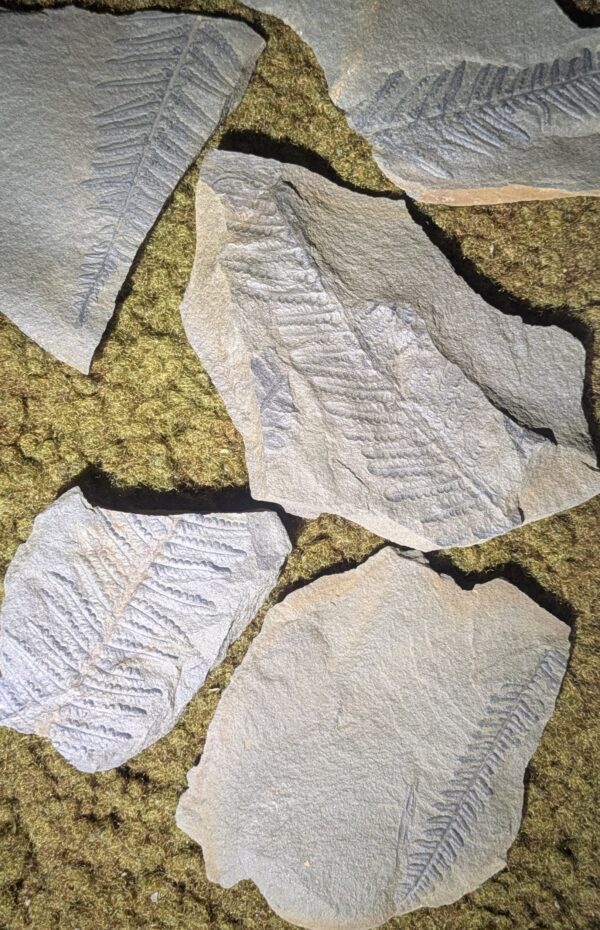 Five Piece Fossil Fern Leaf Collection