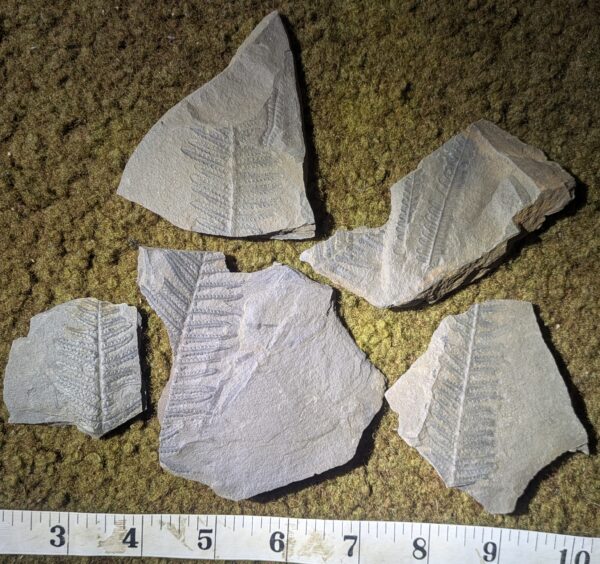 Five Fern Leaf Fossil Collection - Image 2