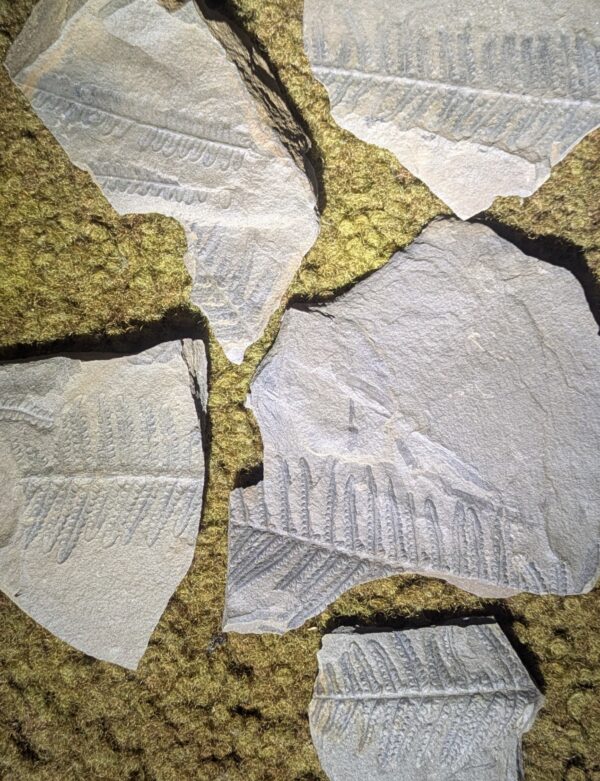 Five Fern Leaf Fossil Collection