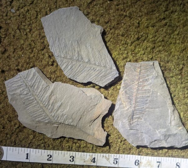 Three Fern Leaf Fossil Collection - Image 2