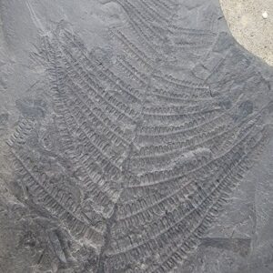 Tree Ferns