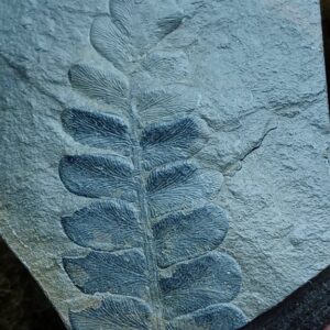 Seed Ferns