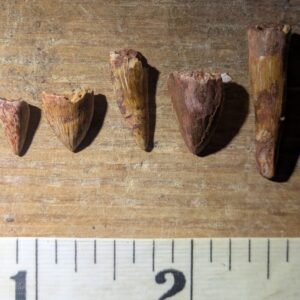 Five Triassic Phytosaur Teeth Fossils