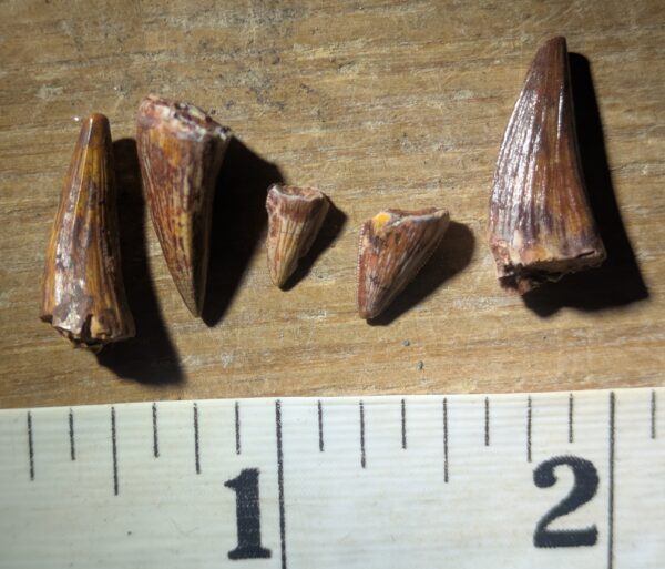 Five Triassic Phytosaur Teeth Fossils - Image 2