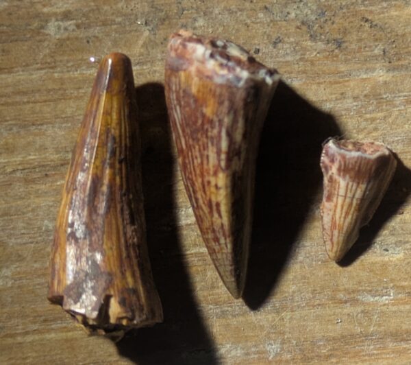 Five Triassic Phytosaur Teeth Fossils