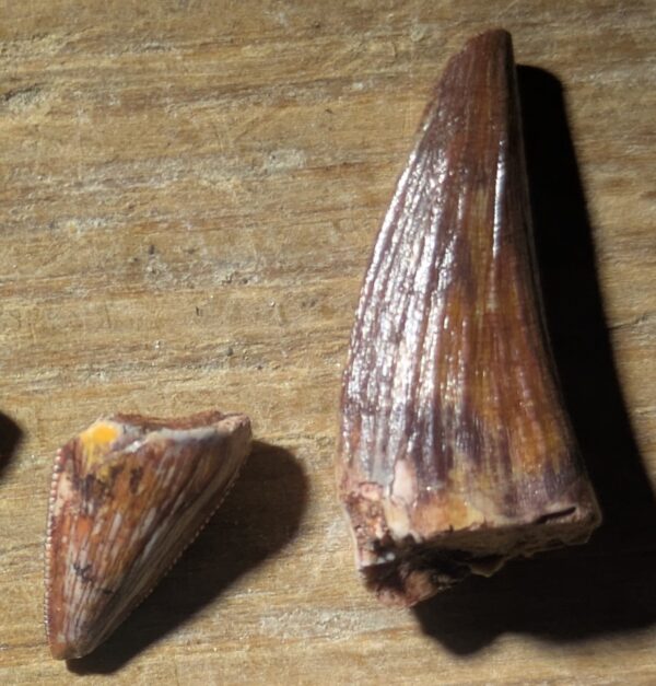 Five Triassic Phytosaur Teeth Fossils - Image 2