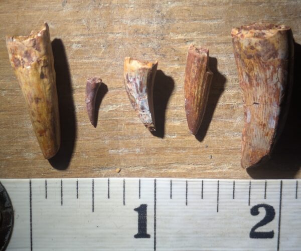 Five Triassic Phytosaur Teeth Fossils