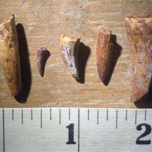 Five Triassic Phytosaur Teeth Fossils