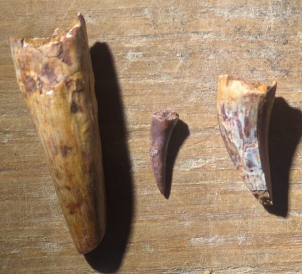 Five Triassic Phytosaur Teeth Fossils - Image 3