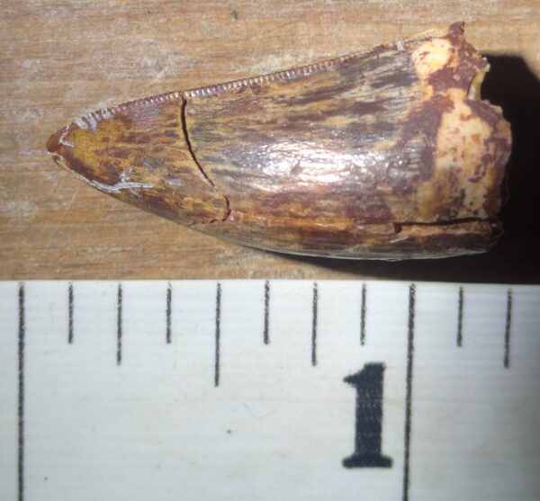 Triassic Phytosaur Tooth Fossil - Image 4