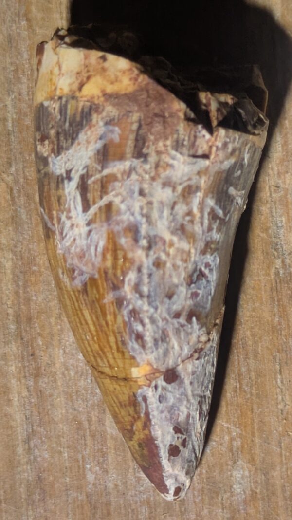 Triassic Phytosaur Tooth Fossil - Image 3