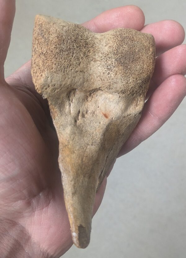 Ice Age Pleistocene Mammal Fossil Bone