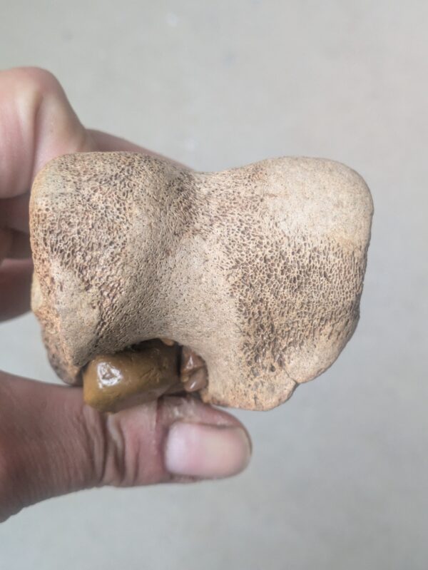 Ice Age Pleistocene Mammal Fossil Bone - Image 2