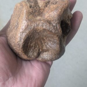 Ice Age Pleistocene Mammal Cervical Vertebra Fossil Texas