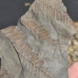 Tree Fern Pecopteris Leaf Plate--SW Pennsylvania Pennsylvanian Period Fossil- Red-Orange Molds on Gray Shale